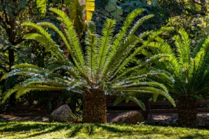 Lowveld National Botanical Garden