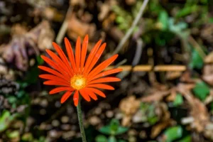 Lowveld National Botanical Garden