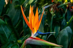 Lowveld National Botanical Garden