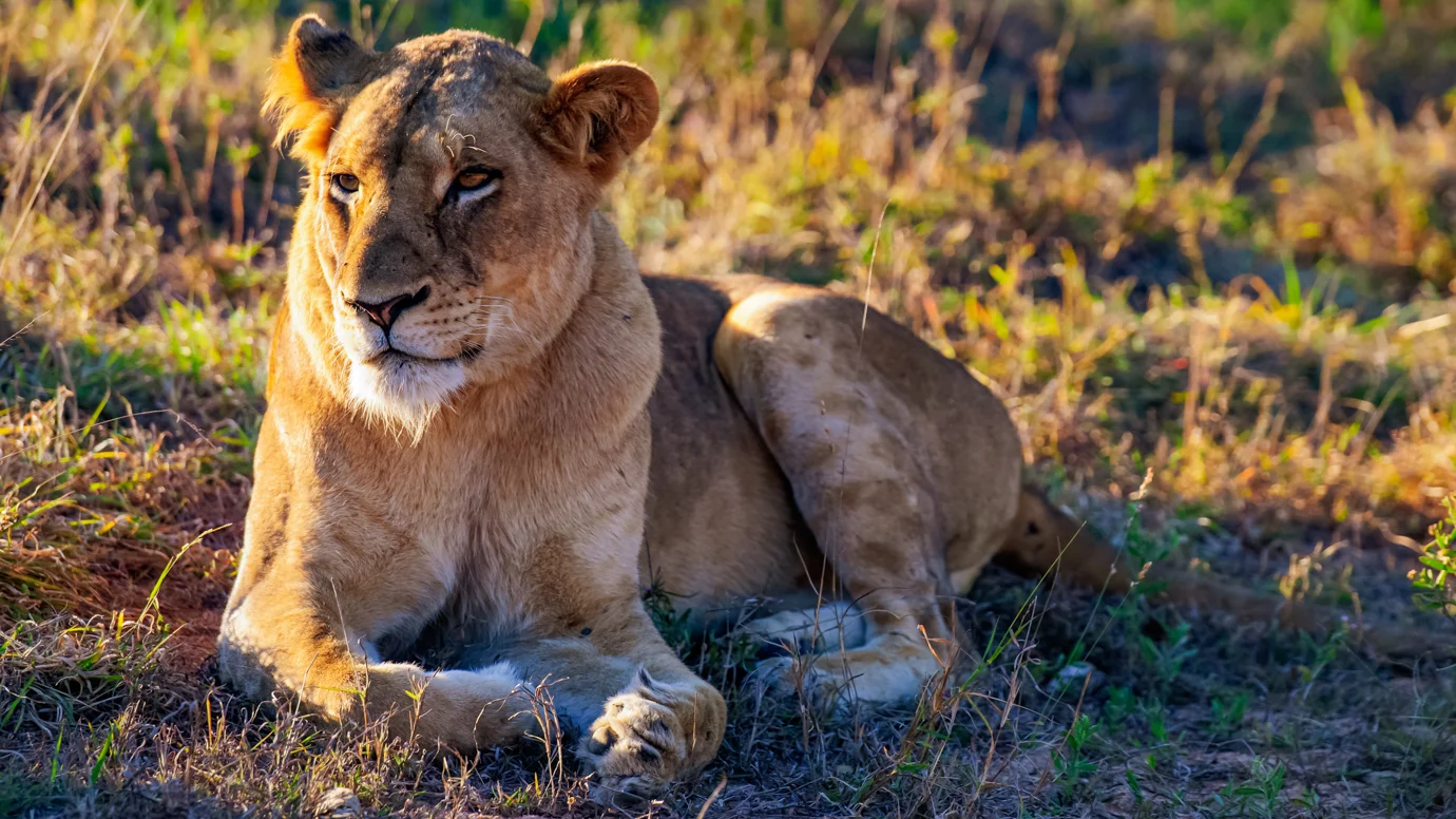 African Safari Adventures