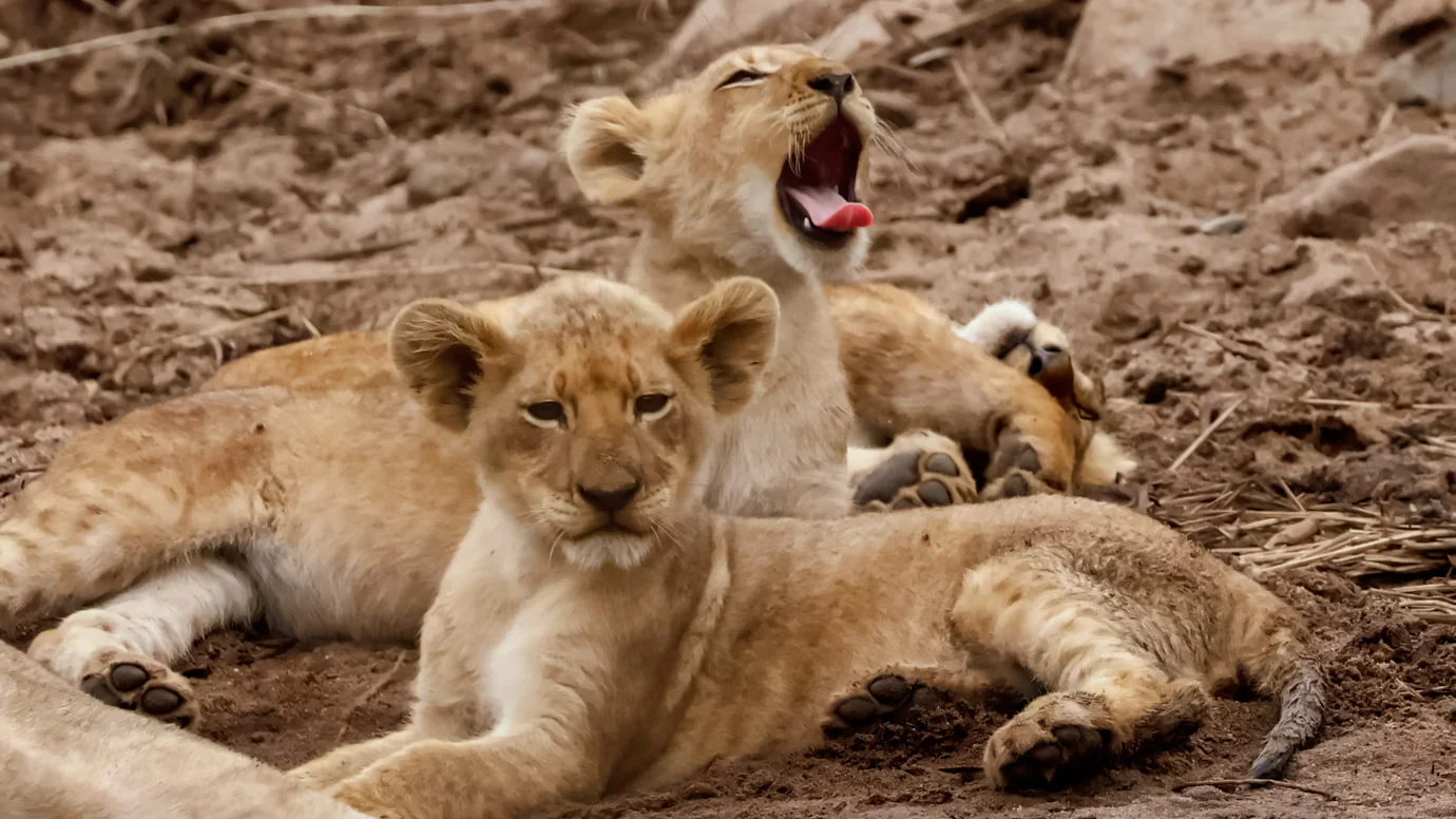 Elephant Herd Tours & Safaris