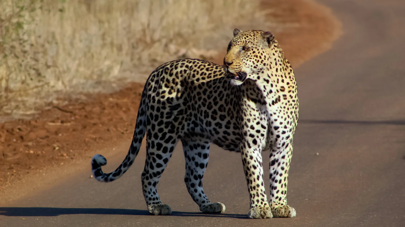 Amber Africa Safaris