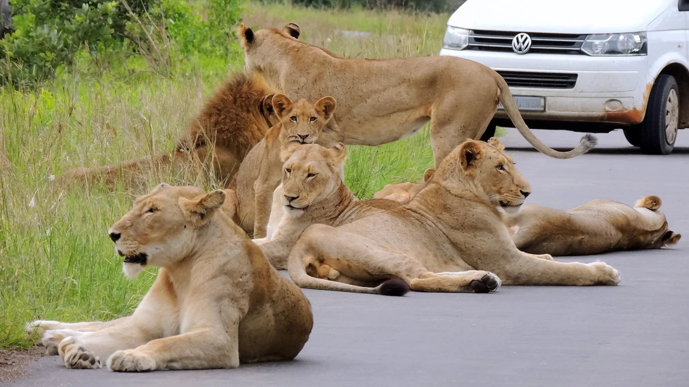 Capture Nature Kruger Safaris