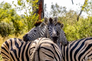 Kruger National Park