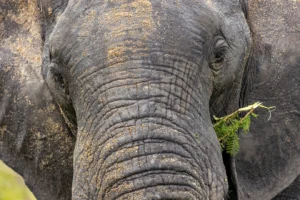 Kruger National Park