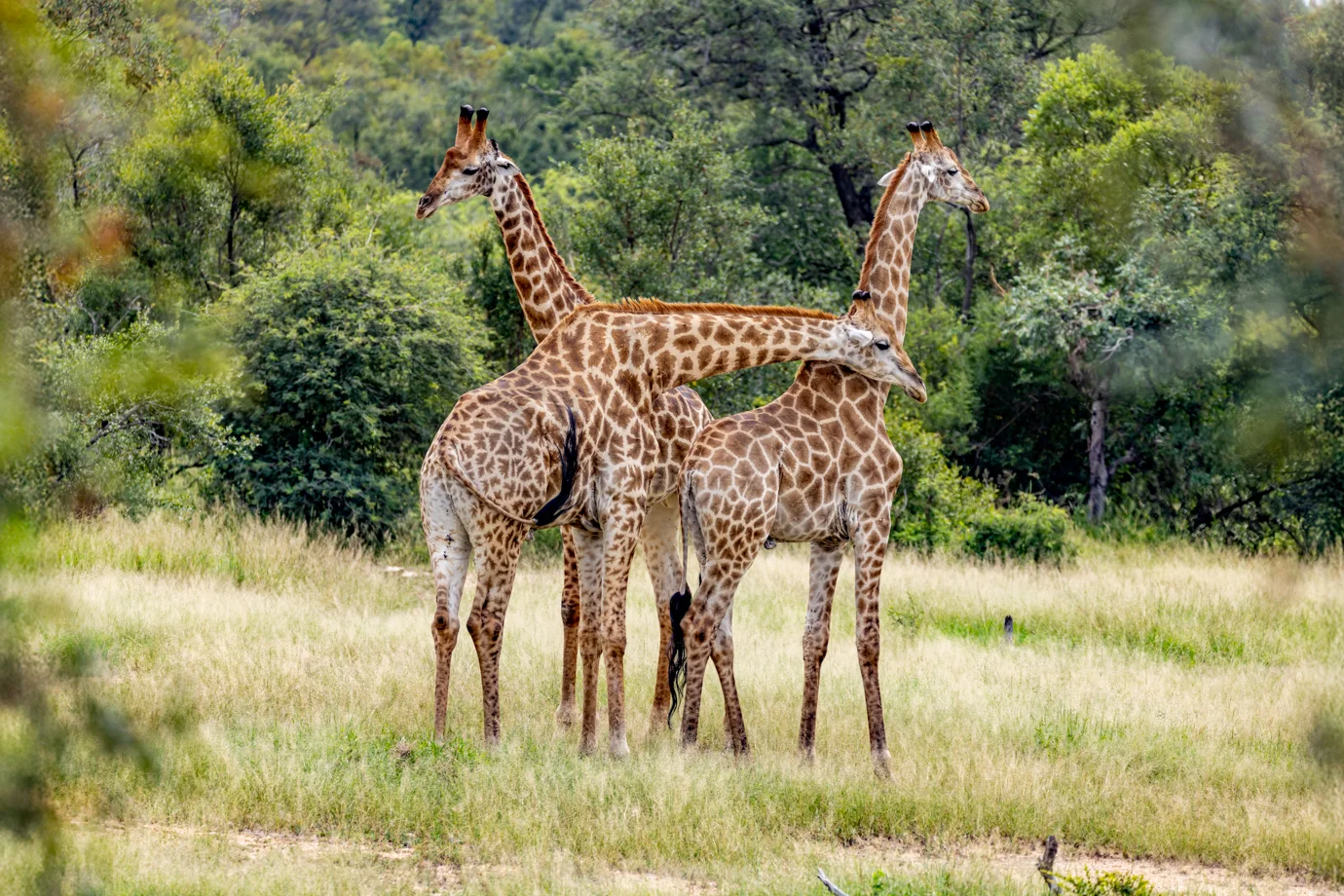 Kruger National Park