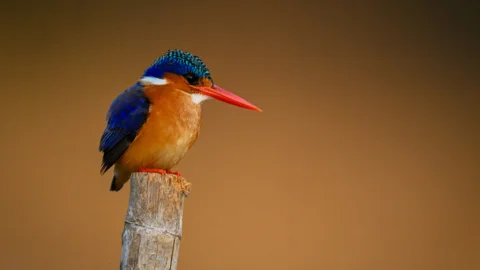 Barberton Bird Club