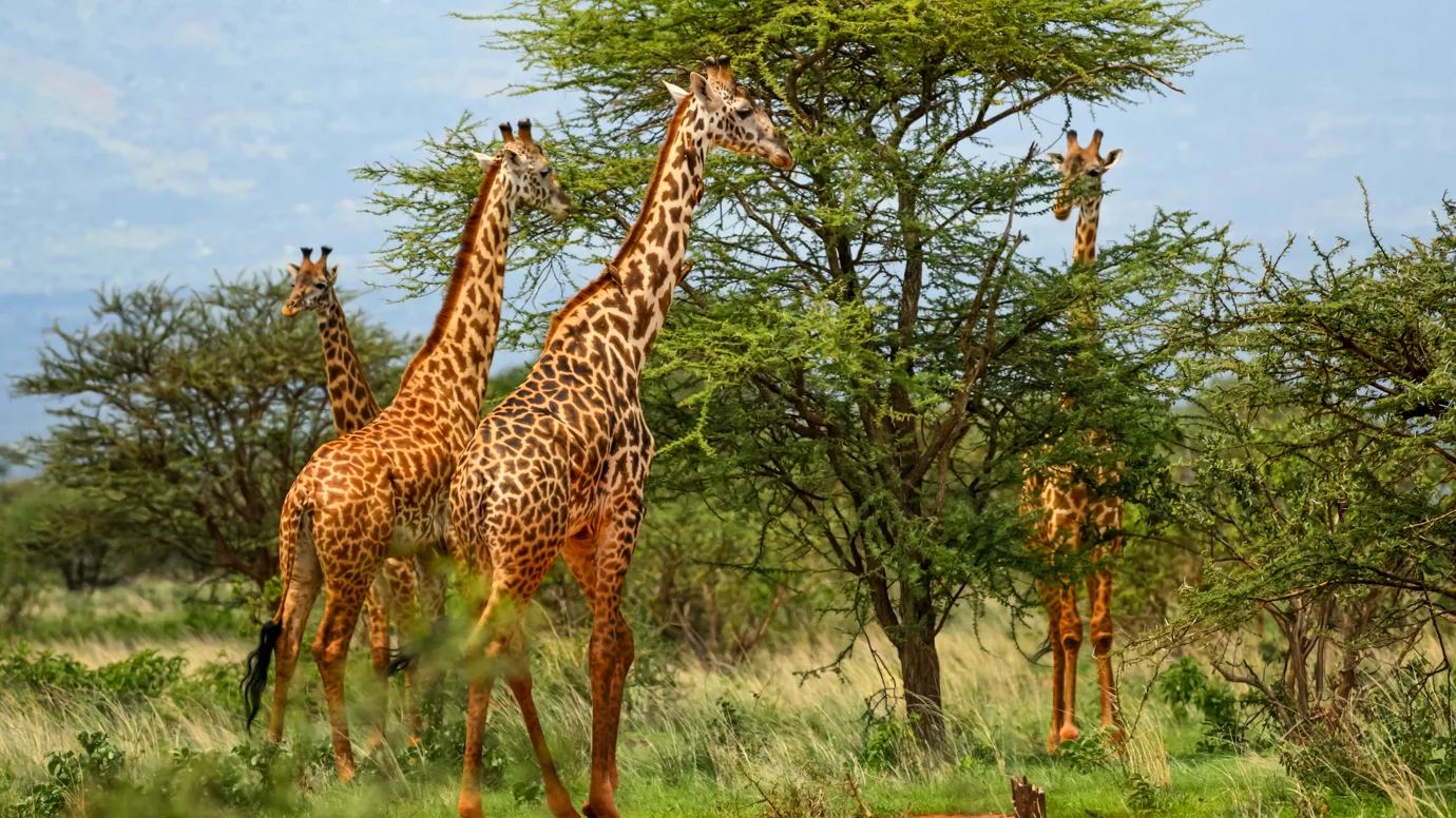 Dembo Tourism
