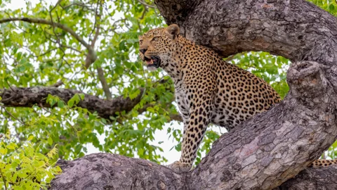 Keanu Tours & Safaris