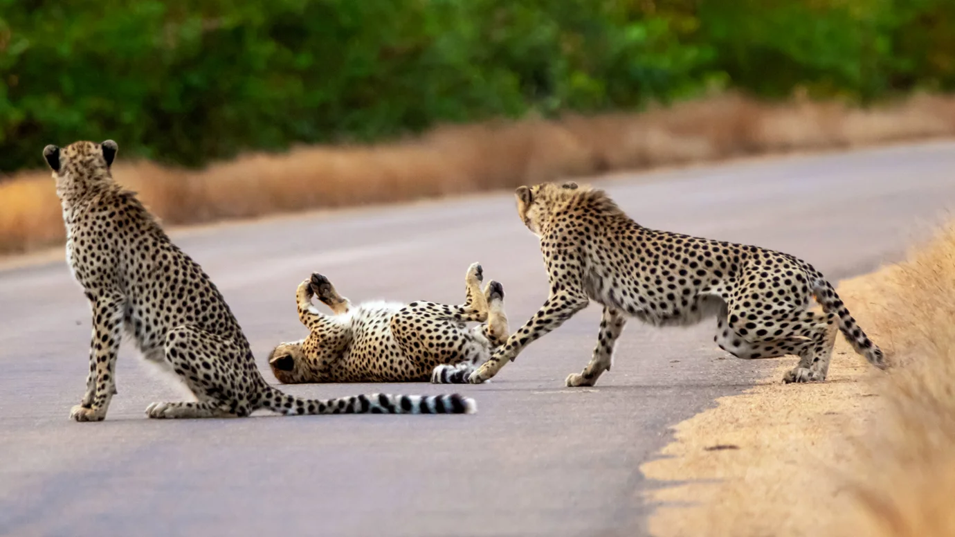 Kruger Gateway Safaris