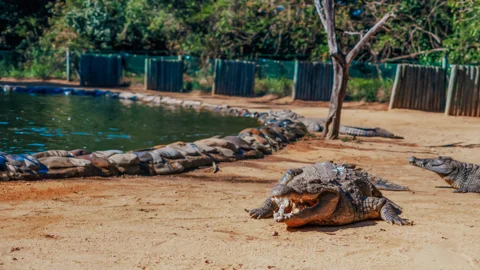 Seronera Crocodile Farm