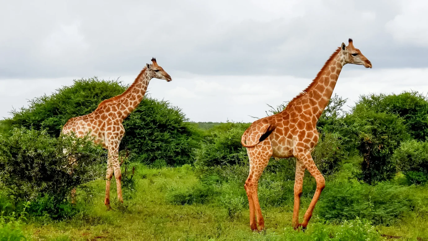 Discover Kruger Safaris