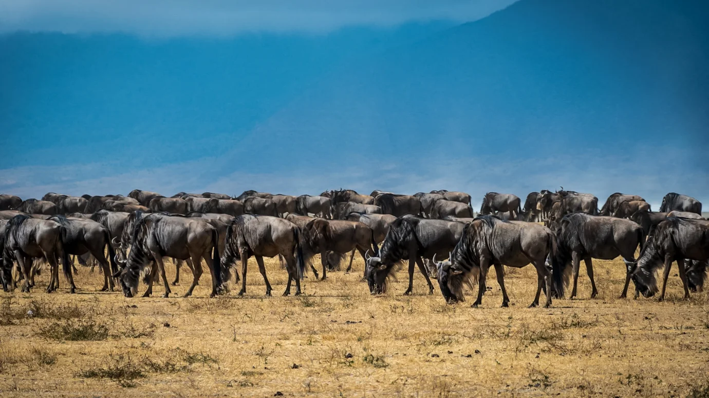Green Rhino African Travel