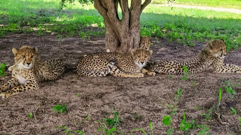 Hoedspruit Endangered Species Centre