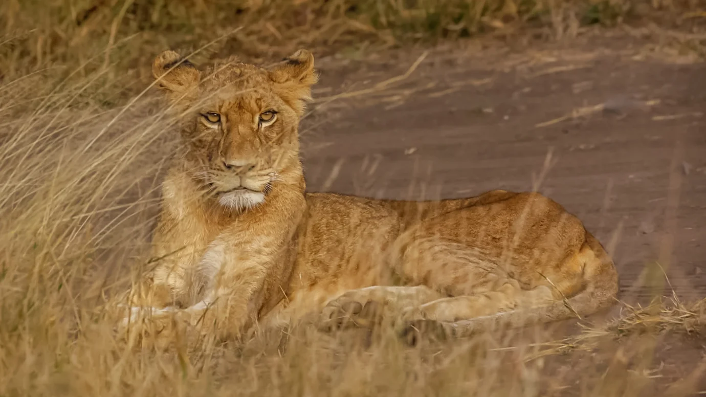 Kedibone Safaris Kedibone Safaris