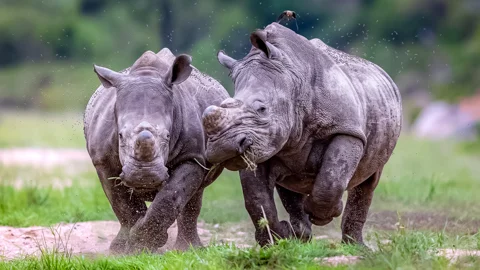 Wild Expressions