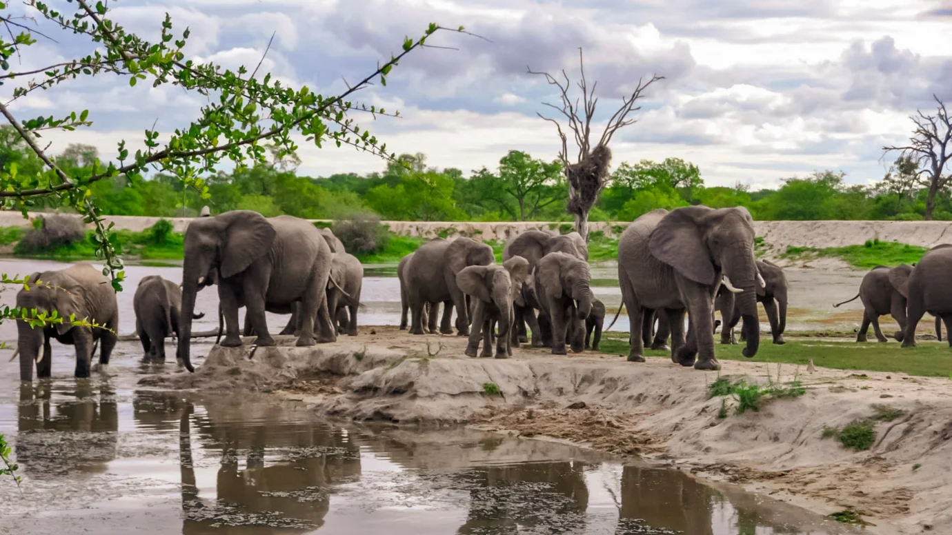 Lihlosi Safari & Touring