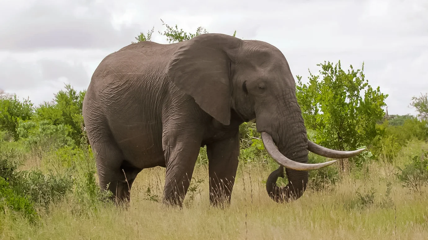 Nguni Africa Tours Nguni Africa Tours