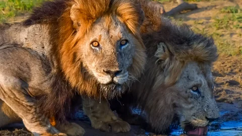 Private Kruger Safaris