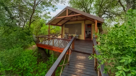 Lion Tree Top Lodge