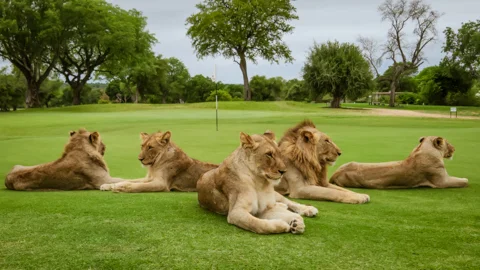 African Signature Golf Tours