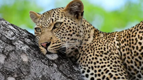 B1 Photo Safaris