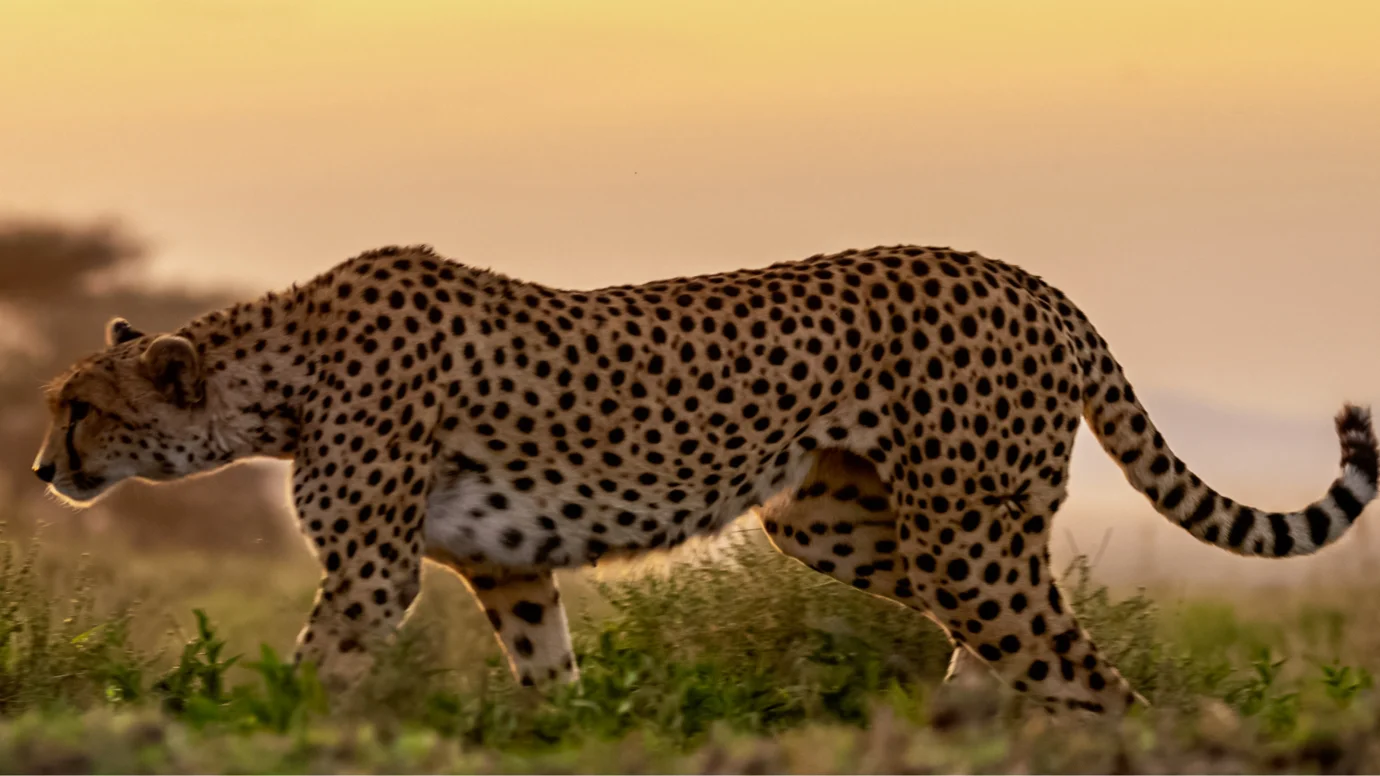 Sovereign Savannah Safaris Sovereign Savannah Safaris